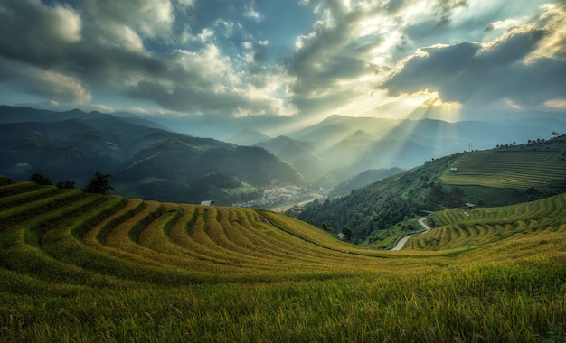 Rice Pola Na Tarasowatym Mu Cang Chai, Yenbai, Wietnam.