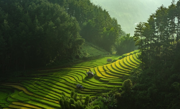 Rice Pola Na Tarasowatym Mu Cang Chai, Yenbai, Wietnam.