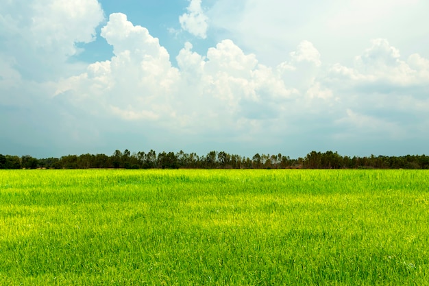 Rice pola zielona trawa z niebieskim niebem i chmurnym krajobrazem.