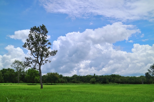 Rice pole i zieleni drzewo z niebieskim niebem i biel chmurą kształtujemy teren tło.