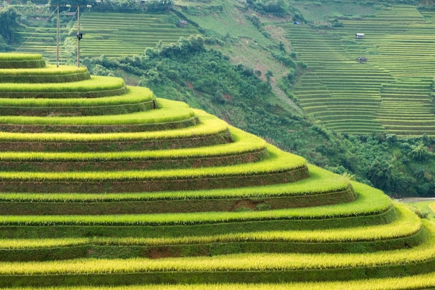 Rice pole na tarasowatym punkcie zwrotnym Mu cang Chai