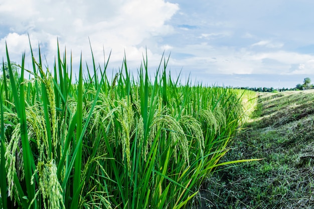 Rice pole w Tajlandia z nieba tłem. Ucho ryżu lub ucha niełuskanego.