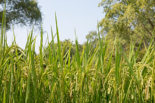 Rice pole w ziemi uprawnej.