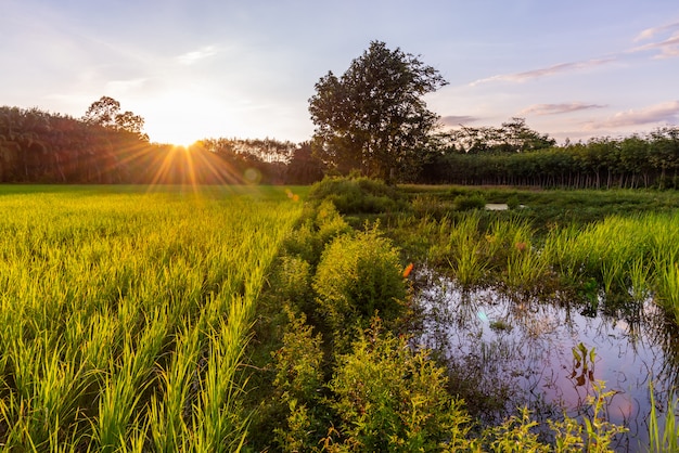 Rice Pole Z Wschodem Słońca, Zmierzch Lub Sunbeam Raca Nad Słońcem