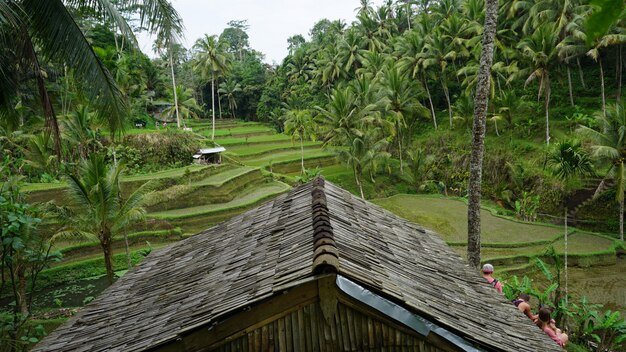 Rice Terrace Fields, Ubud, Bali