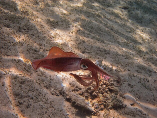 Riffkalmar grossansicht im roten meer beim tauchen