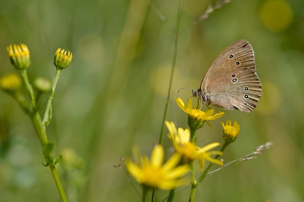 Ringlet motyl na żółtym wildflower w przyrodzie z bliska