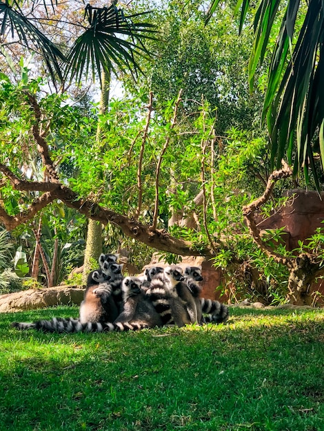 Ringtailed lemur lemur catta zielone drzewa