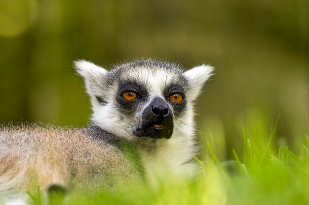 Ringtailed Lemur Leży Na Trawie