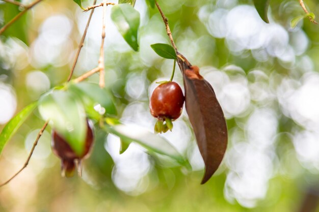 Zdjęcie ripe eugenia involucrata egzotyczna przyprawa wiśniowa powszechnie występująca w ameryce południowej w brazylii