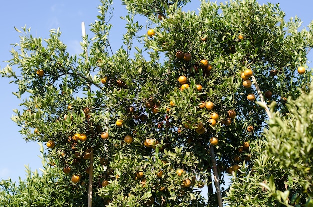 Ripe Shogun Pomarańczowy Wiszące Na Drzewie. Owoce Tangerine