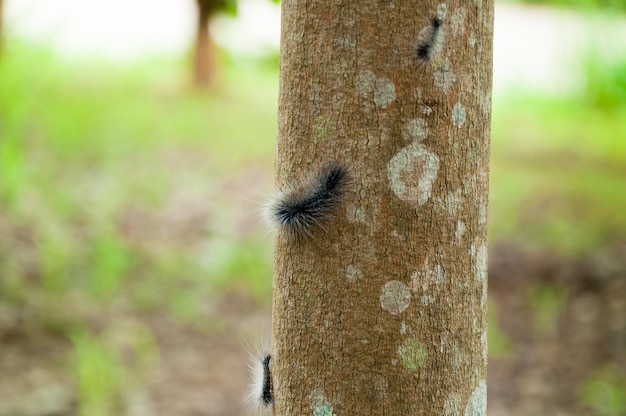 Robak na drzewie kauczukowym w farmaterpillar na drzewie kauczukowym