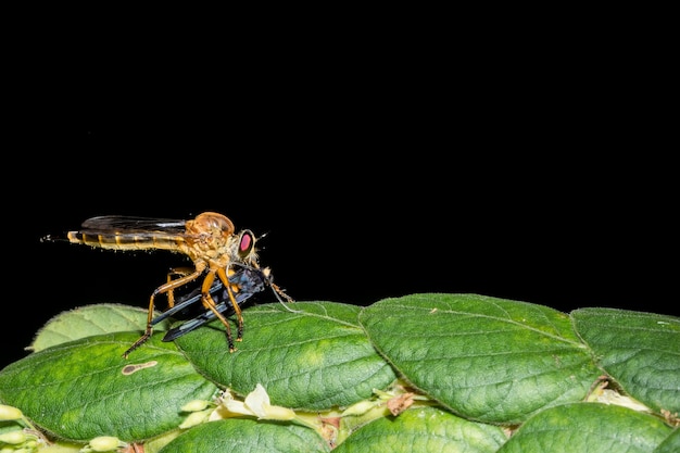 Robberfly je jedzenie