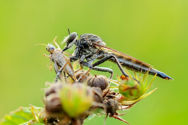 Robberfly Polują Na Naturalne Tło