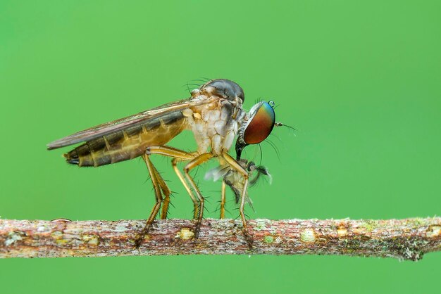 Robberfly polują na naturalne tło