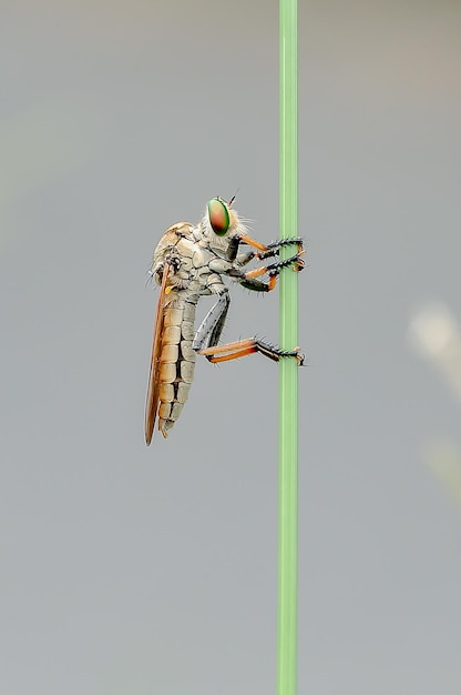 robberfly siedzący na trawie