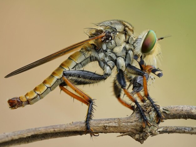 Robberfly z ofiarą