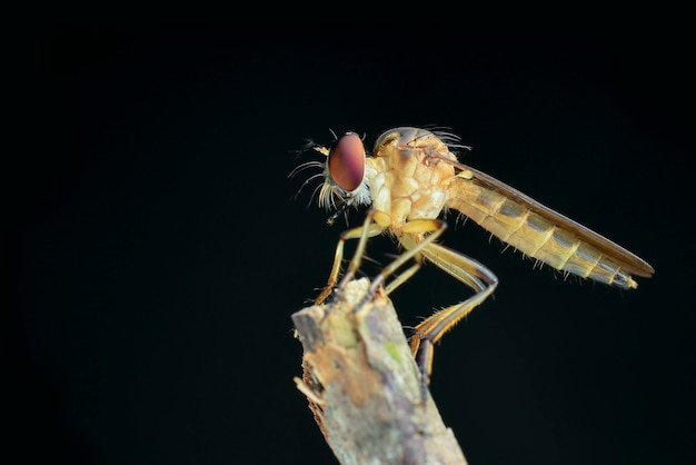 Robberfly zdobycz na czarnym tle