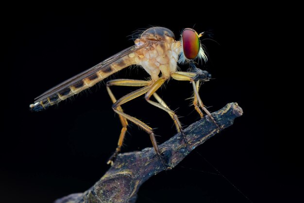 Robberfly żerują na gałązkach