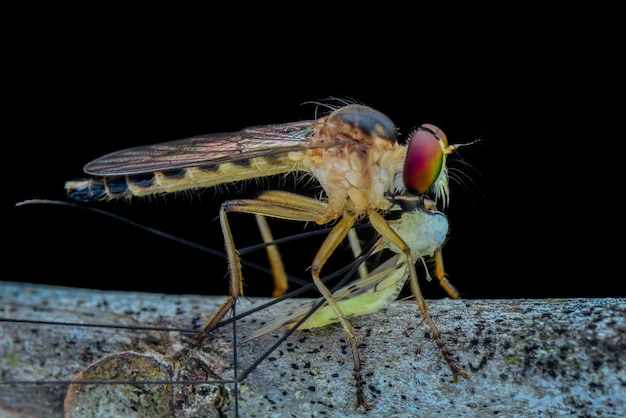 Robberfly żerują na gałązkach