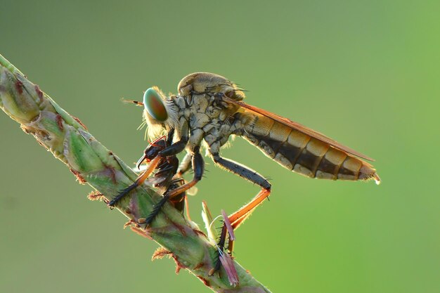 Robberfly żerują Na Gałązkach