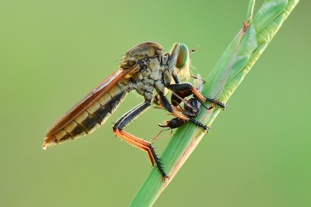 Robberfly żerują na gałązkach