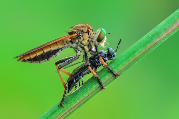 Robberfly żerują na gałązkach