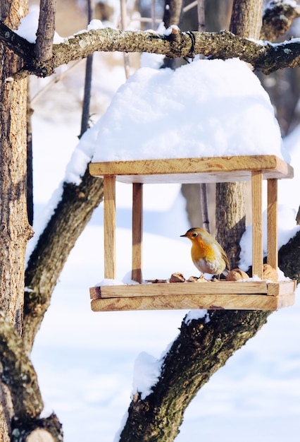 Robin (Erithacus rubecula) siedzi na ręcznie robionym karmniku z okruchami i orzechami, scena zimowa