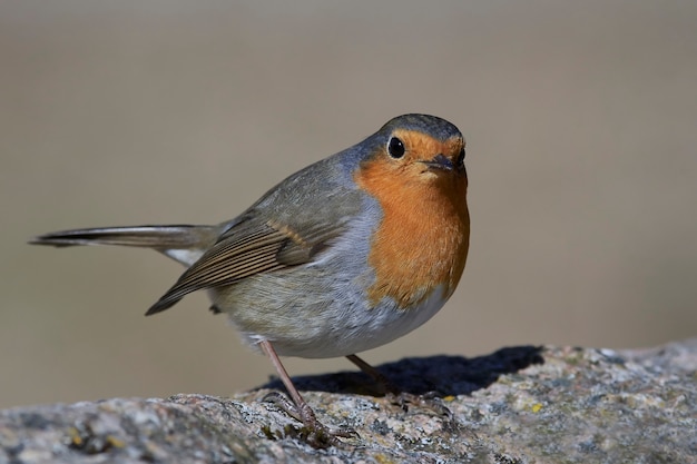 Robin europejski (Erithacus rubecula)