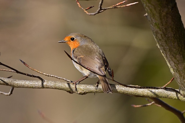 Robin na gałęzi