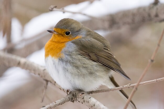 Robin na gałęzi