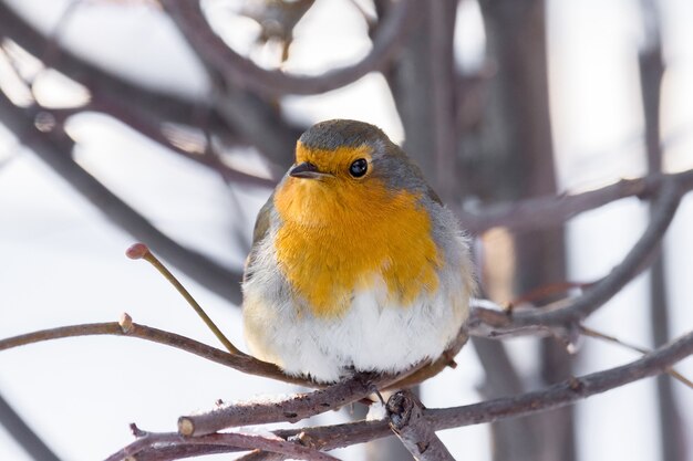 Robin na gałęzi