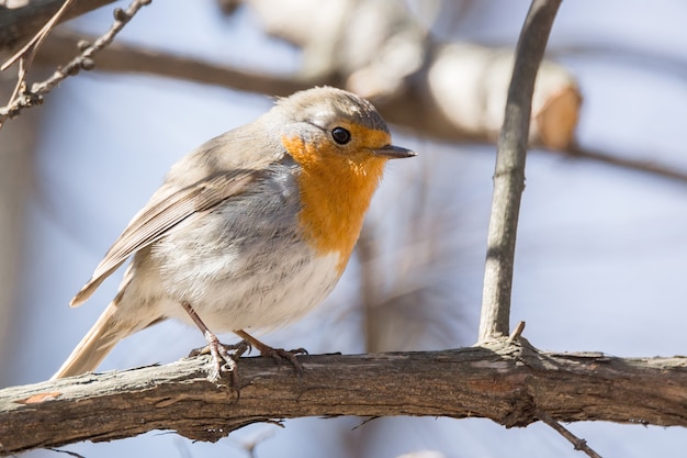 Robin Na Gałęzi