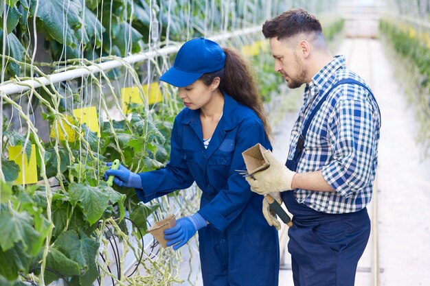 Robotnicy rolni na plantacji