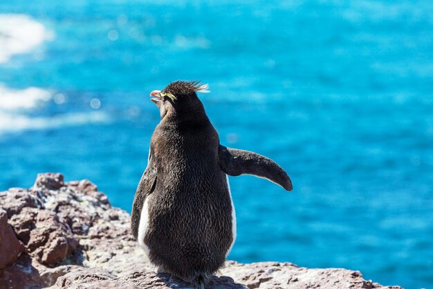 Rockhopper