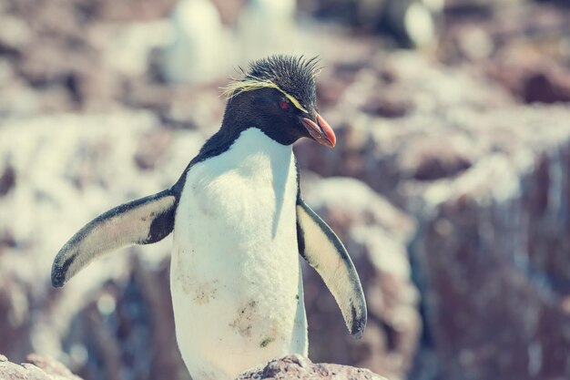 Rockhopper