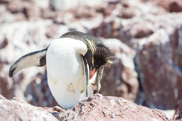 Rockhopper