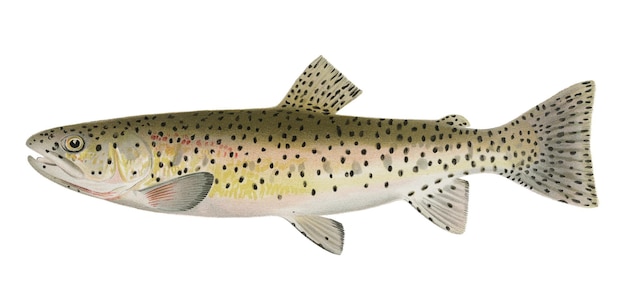 Rocky Mountain Trout png vintage naklejka przezroczysty tło