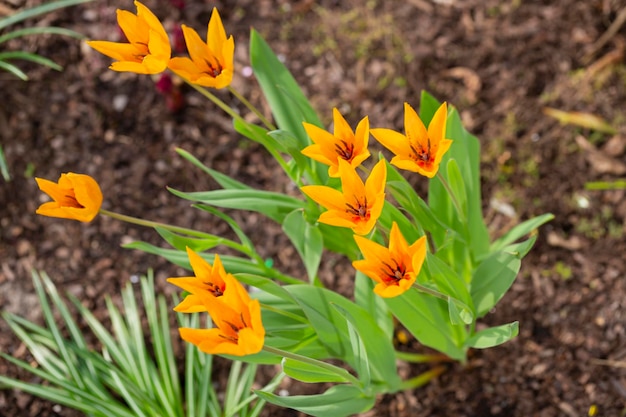 Roczne Kwiaty Tulipa Praestans Hoog Sortowanie Shogun żółte I Pomarańczowe Tulipany Wiosenne Tło