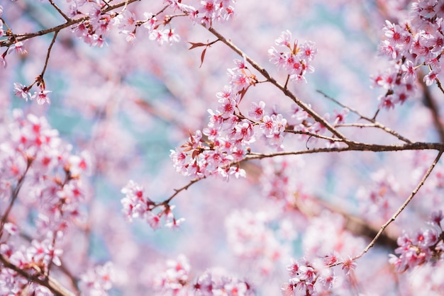 Rocznika Zakończenie Dziki Himalajski Czereśniowy Kwitnie (prunus Cerasoides) Kwitnie Na Drzewie Z Niebieskim Niebem