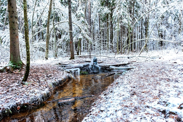 Zdjęcie ⁇ ródło wody mineralnej w lesie zimowym