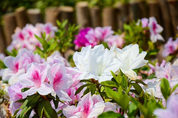 Rododendron lub azalia