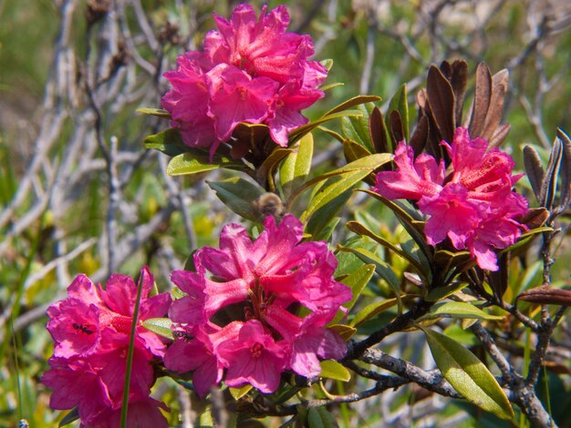 rododendron