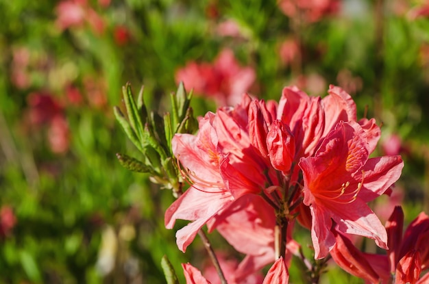 Rododendrony i azalie w ogrodzie