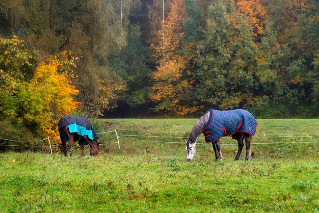 Rodowodowe Konie Z Płaszczami Jedzące Trawę W Otoczeniu Jesiennych Drzew.