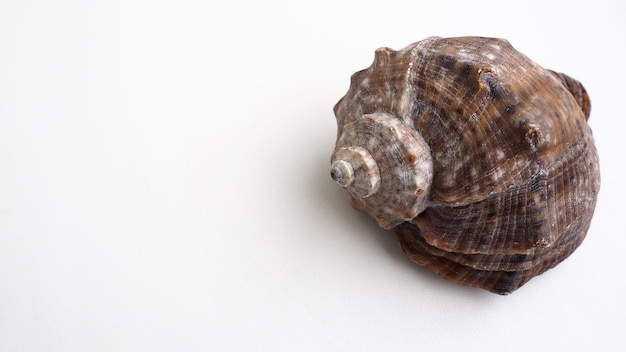 Rodzaj Rapana mięsożernych ślimaków prosoboranch morskich z rodziny Muricidae Muszla jest szeroko owalna szarobrązowa ze spiralnymi żebrami i osiowymi zgrubieniami Pusta muszla na białym tle