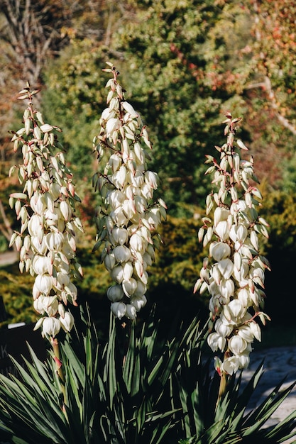 Zdjęcie rodzaj wieloletnich krzewów yucca kwiaty w naturalnym ogrodzie