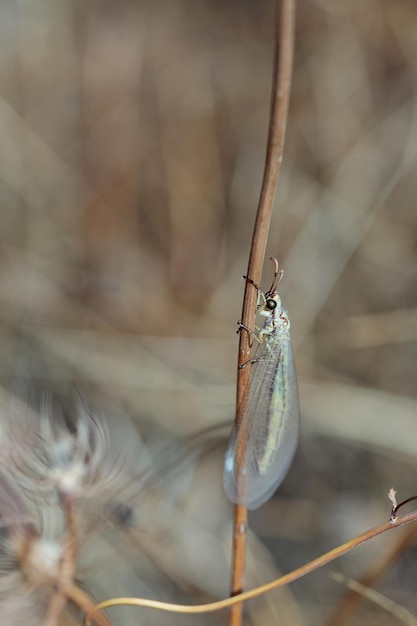 Rodzina Antlion Myrmeleontidae Owad W Swoim Naturalnym środowisku