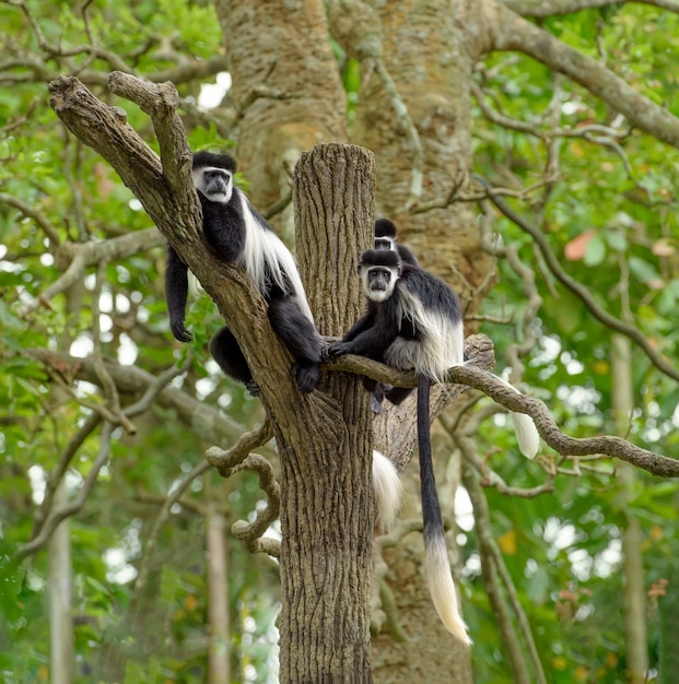 Rodzina czarno-białych małp colobus odpoczywa na drzewie w lesie deszczowym