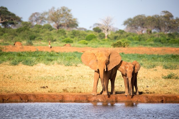 Rodzina czerwonych słoni podczas wędrówki po sawannie